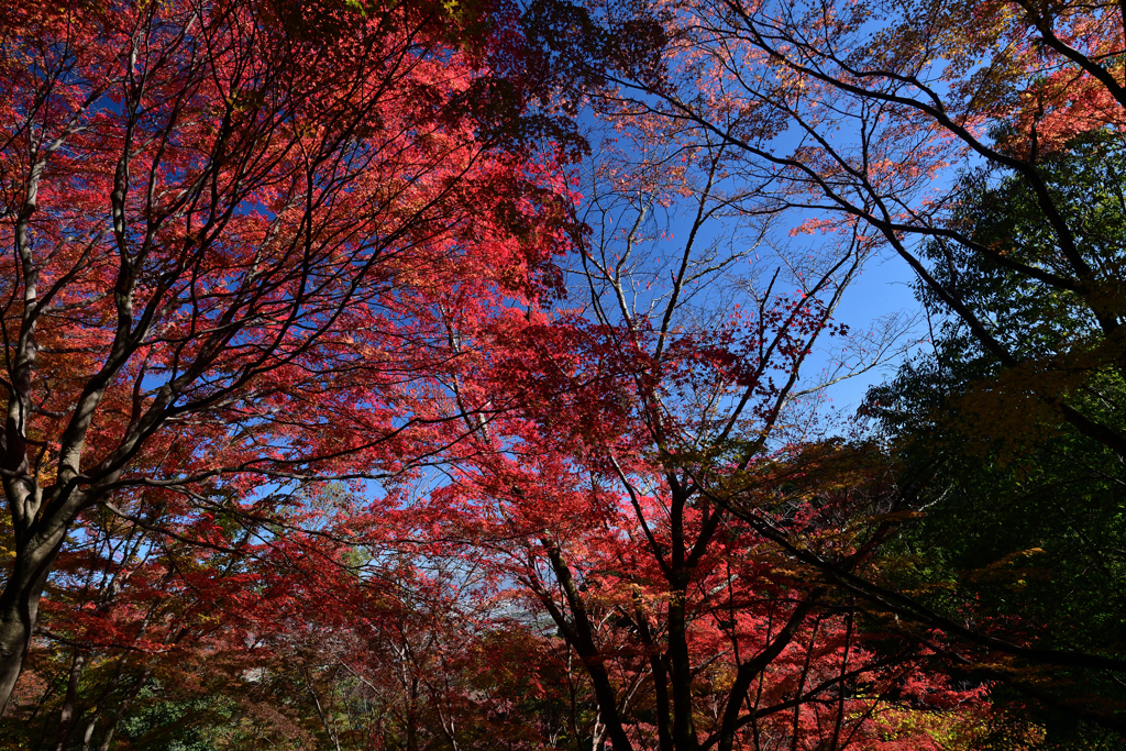 231121a善峯寺12