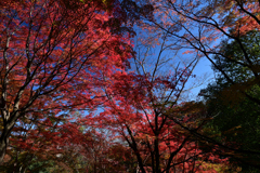 231121a善峯寺12