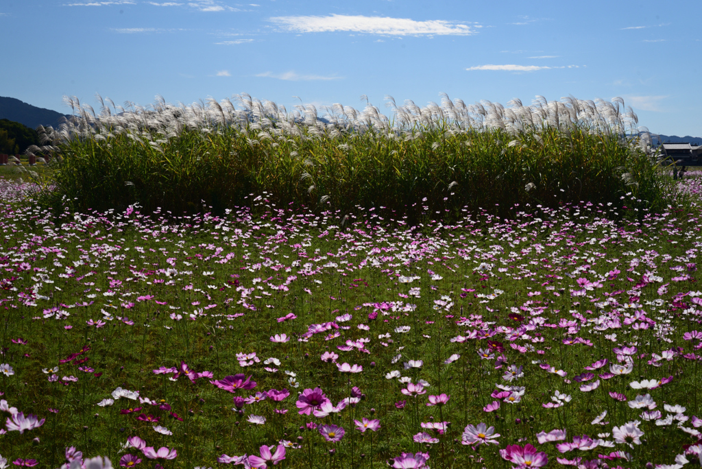221021a藤原宮跡21