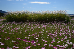 221021a藤原宮跡21