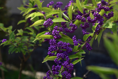 190925c明日香村橘寺23