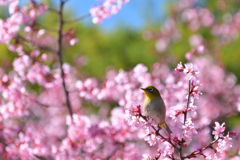 240302鶴見緑地30