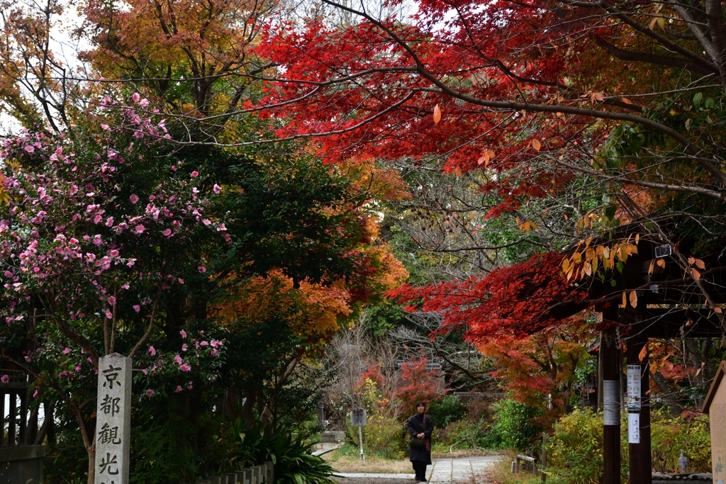 251128京都御苑03