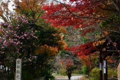 251128京都御苑03