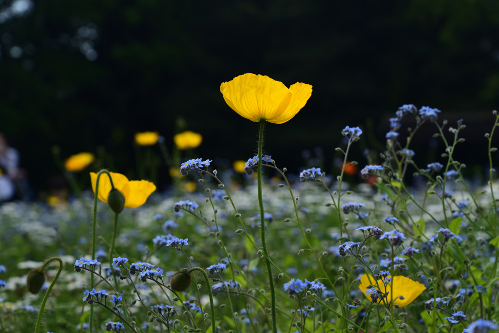 220503d京都植物園52