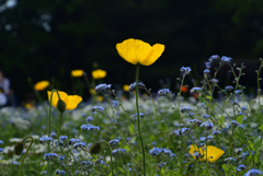 220503d京都植物園52