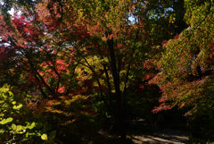 221112a久安寺28
