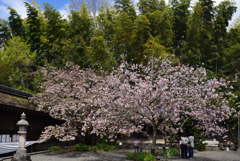 190411a平野神社22