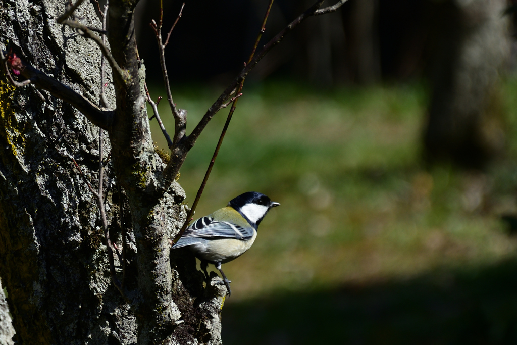 230314a山田池公園13