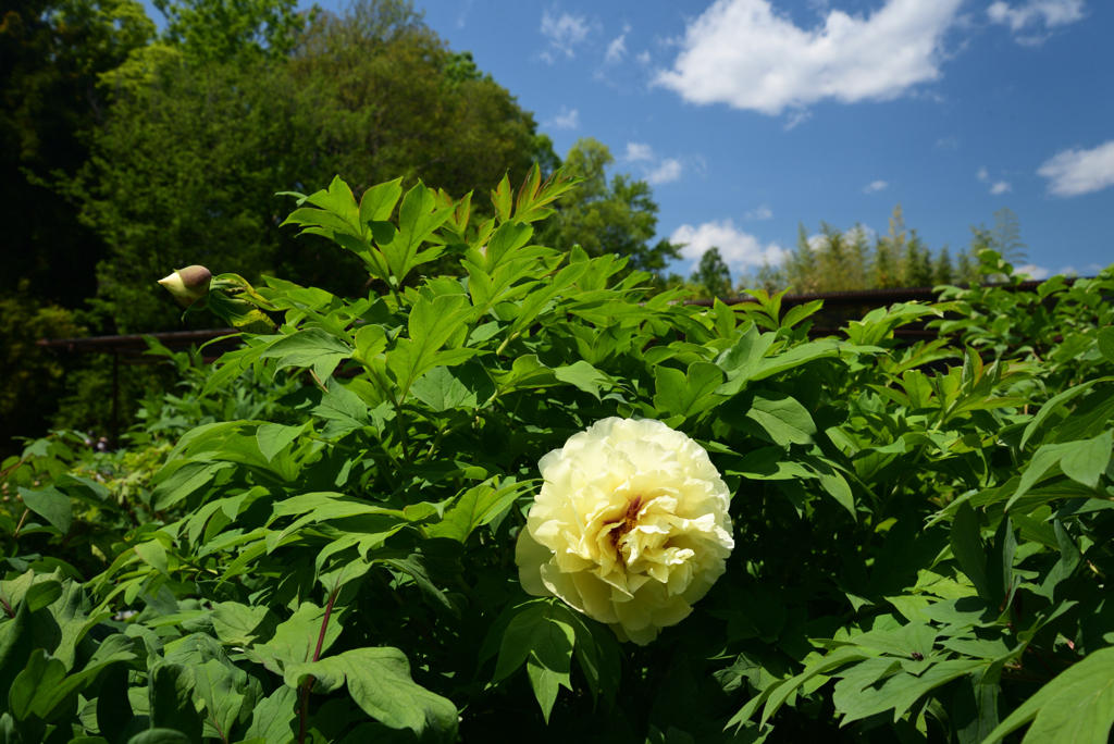 220503d京都植物園07