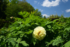 220503d京都植物園07
