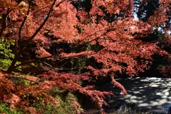 181124c曼殊院05
