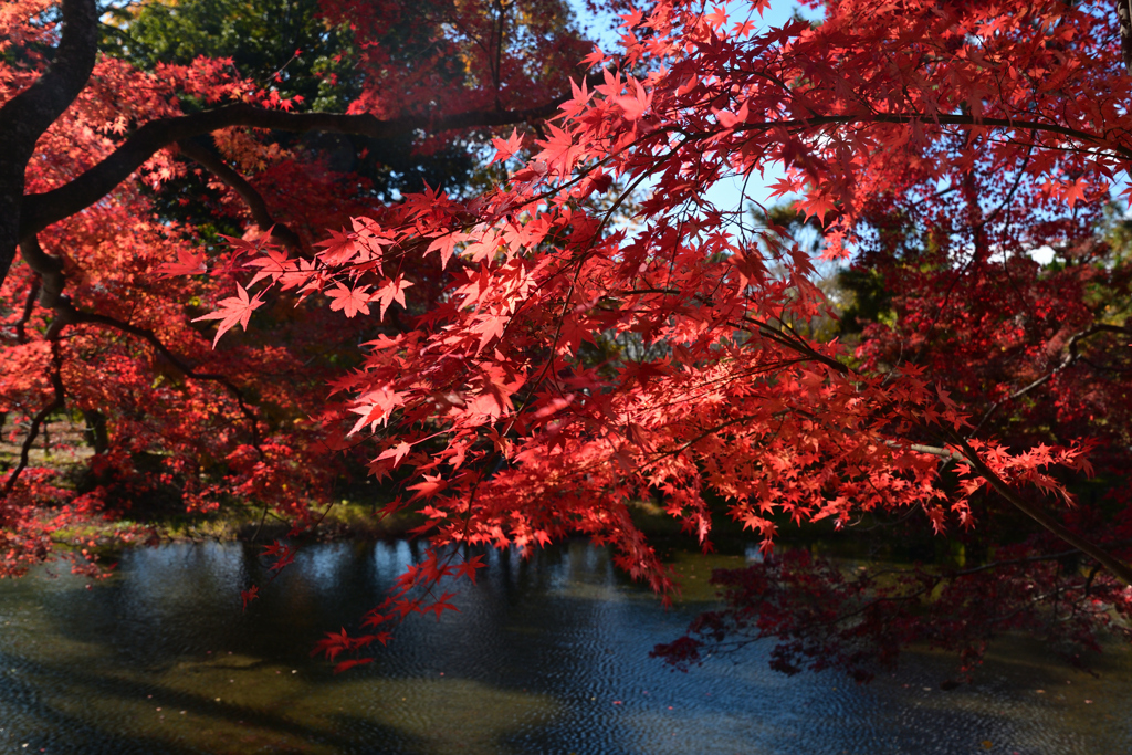 231202a京都植物園43