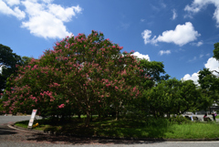 210905h京都御苑01