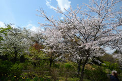 250405a日本平25