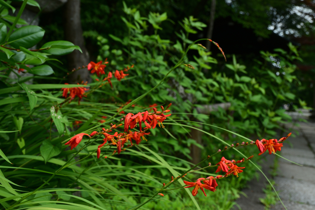 250701京都御苑06