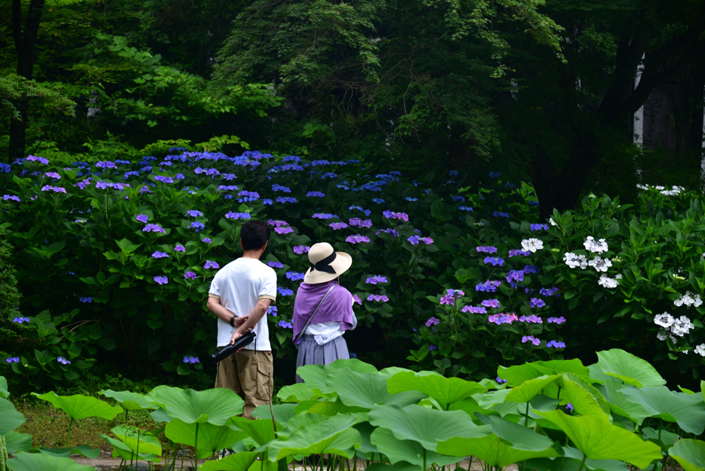 240620京都植物園39