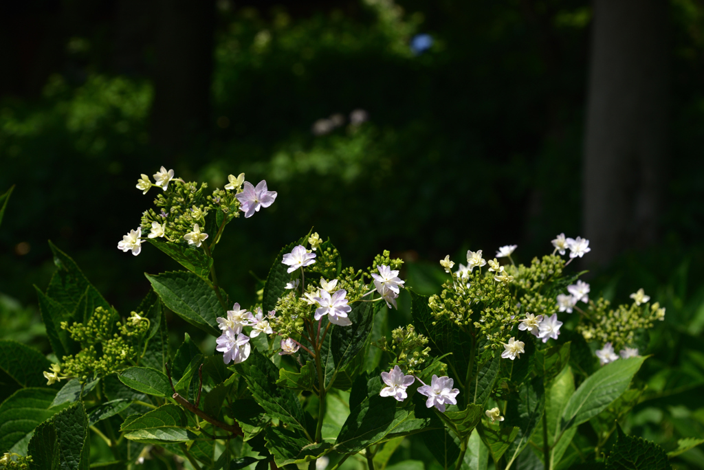 200602b長居植物園37