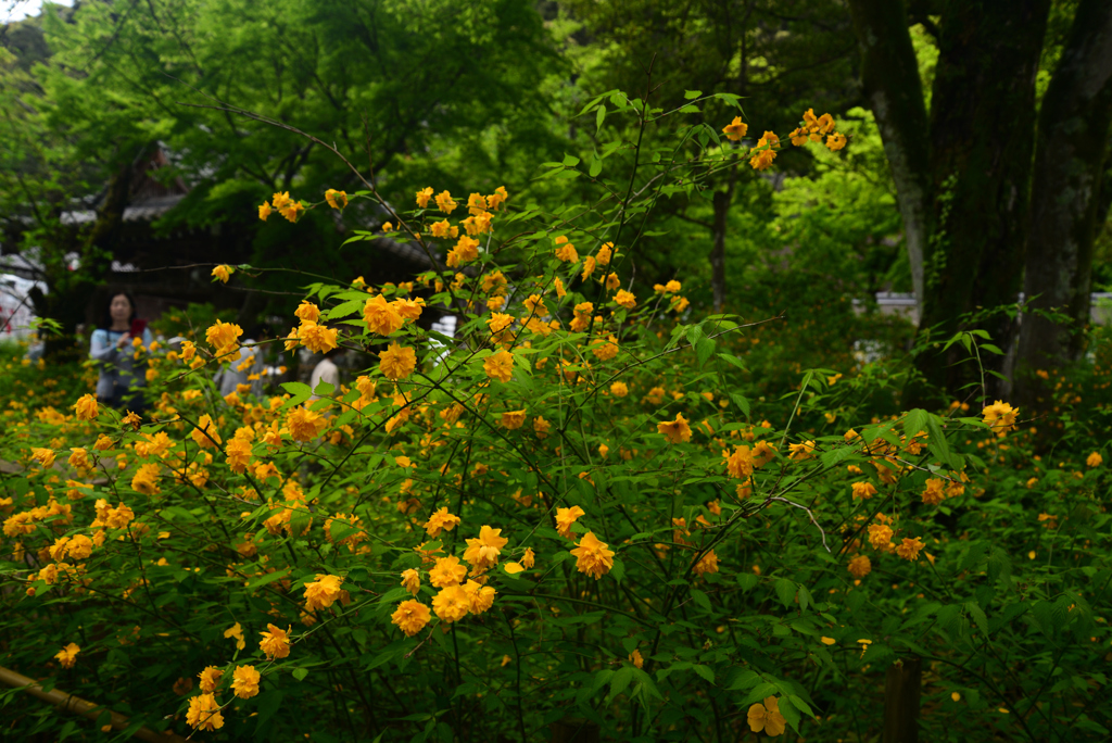 240425a松尾大社15