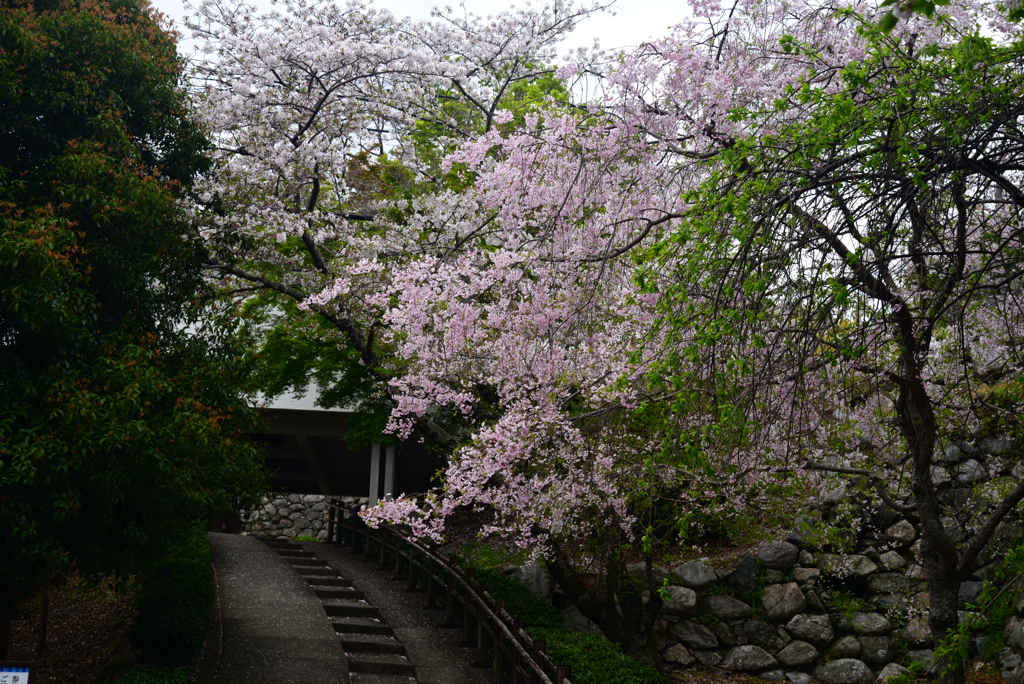 240411f本居宣長旧宅04