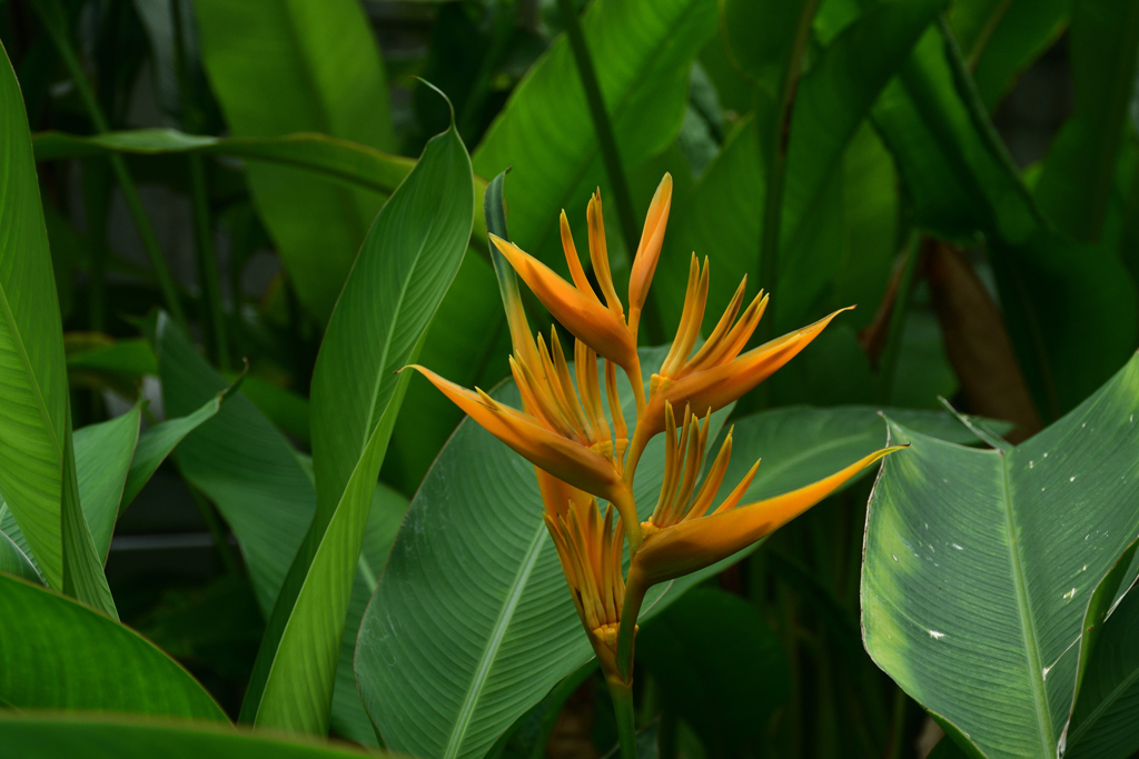 250814京都植物園22
