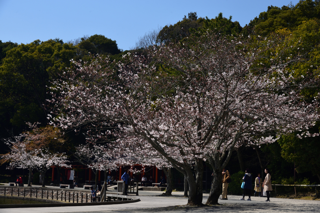 190404b橿原神宮07
