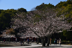 190404b橿原神宮07