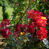 DSC04478