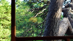 山本亭　窓のある景色