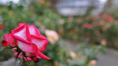 DSC01757-01大船フラワーセンター