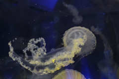 DSCF7075