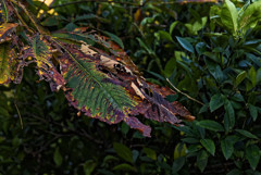 _DSC0861_DxO