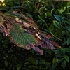 _DSC0861_DxO