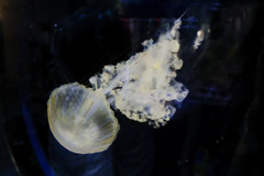 DSCF7147