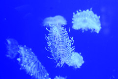 DSCF7167