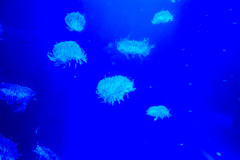 DSCF7088
