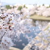 2018桜