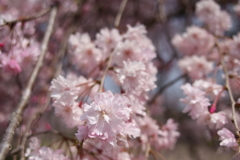 2018桜