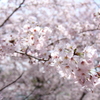 2017年4月10日桜