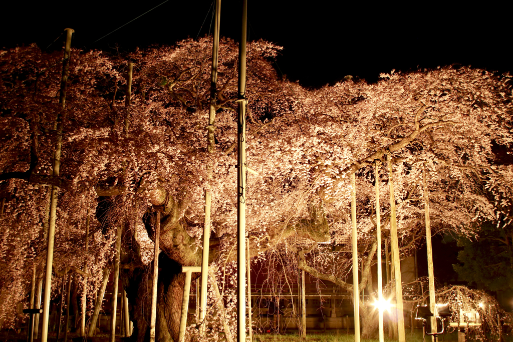 般若院のしだれ桜