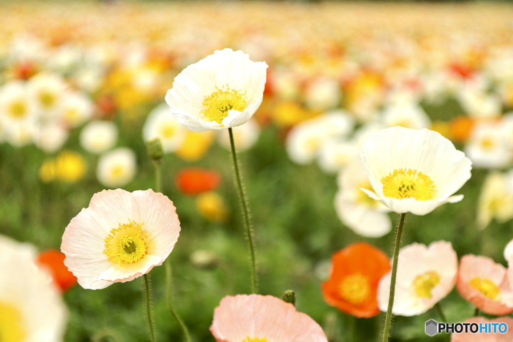 夢の花