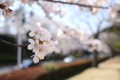 2018桜