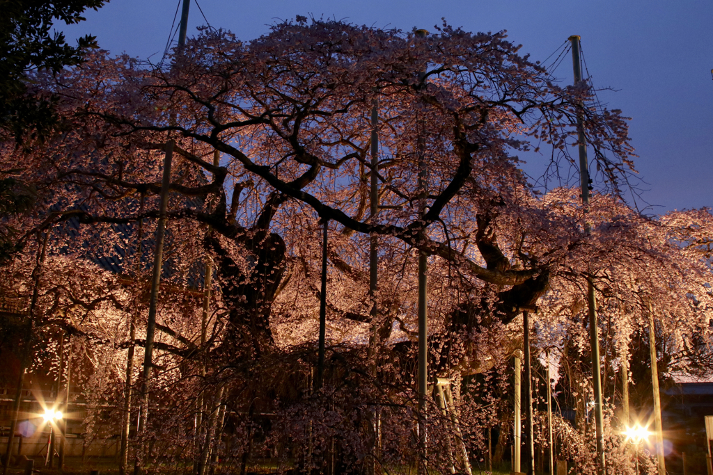 般若院のしだれ桜