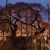 般若院のしだれ桜