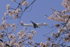 桜とJAL E190