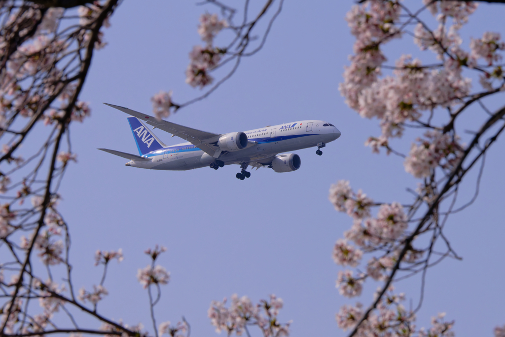 桜とANA B787