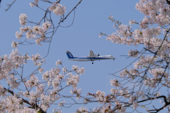 桜とANA DHC-8