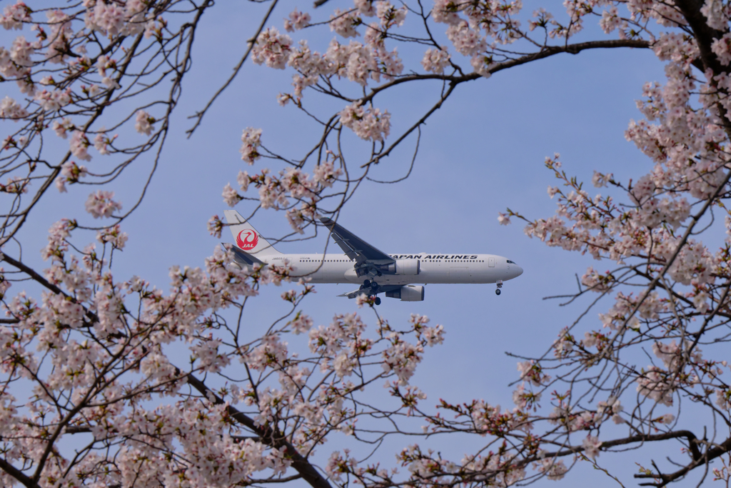 桜と飛行機-3