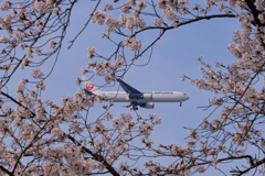 桜と飛行機-3