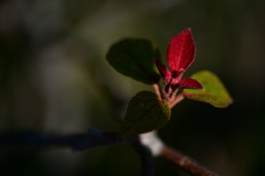 芽吹く春